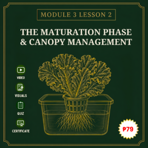 Module 3 (Kratky): The Maturation Phase